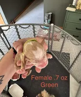 Green Female, a female Australian Labradoodle for sale in Saint Charles, IL – 3 of 4