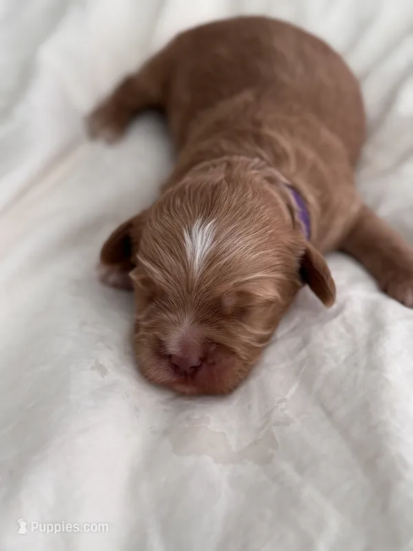 Male Purple – Australian Labradoodle puppy for sale in Saint Charles, IL