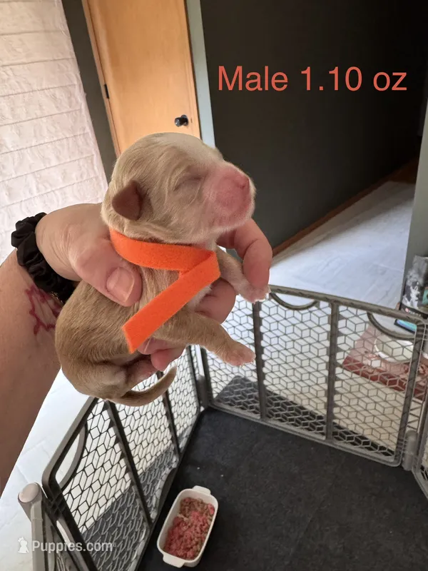 Orange Male – Australian Labradoodle puppy for sale in Saint Charles, IL