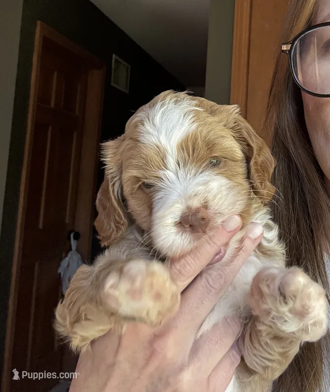 Female Pink – Australian Labradoodle puppy for sale in Saint Charles, IL