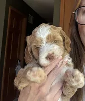 Female Pink, a female Australian Labradoodle for sale in Saint Charles, IL – 1 of 7
