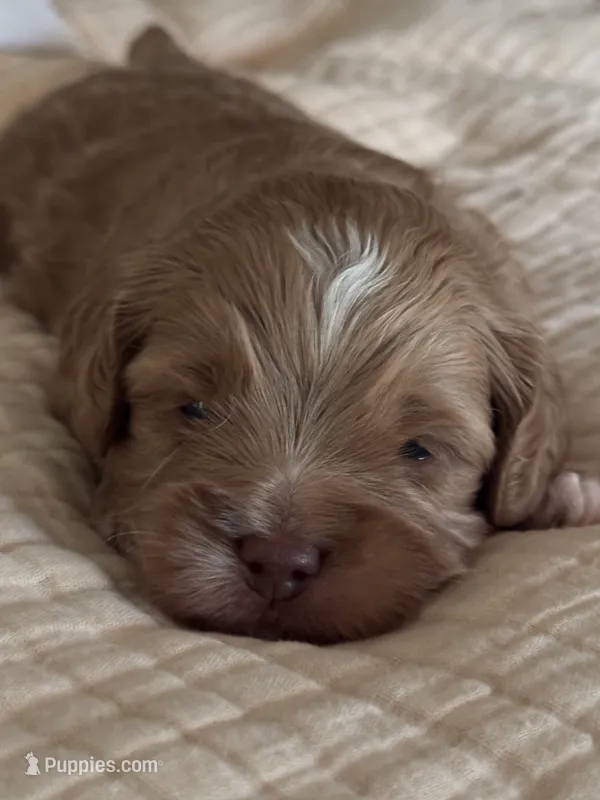 Male Purple – Australian Labradoodle puppy for sale in Saint Charles, IL