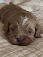 Male Purple, a male Australian Labradoodle for sale in Saint Charles, IL – 3 of 8