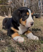 AKC Hans, a male Greater Swiss Mountain Dog for sale in Fordland, MO – Photo 3 of 9