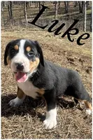 AKC LUKE, a male Greater Swiss Mountain Dog for sale in Fordland, MO – Photo 6 of 7