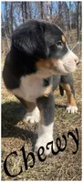 AKC CHEWY, a male Greater Swiss Mountain Dog for sale in Fordland, MO – Photo 8 of 8