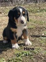 AKC Hans, a male Greater Swiss Mountain Dog for sale in Fordland, MO – Photo 4 of 9