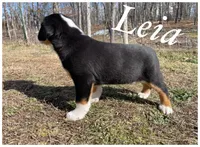 AKC LEIA, a female Greater Swiss Mountain Dog for sale in Fordland, MO – Photo 2 of 3