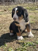 AKC Hans, a male Greater Swiss Mountain Dog for sale in Fordland, MO – Photo 5 of 9