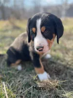 AKC Hans, a male Greater Swiss Mountain Dog for sale in Fordland, MO – Photo 1 of 9