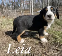 AKC LEIA, a female Greater Swiss Mountain Dog for sale in Fordland, MO – Photo 3 of 3