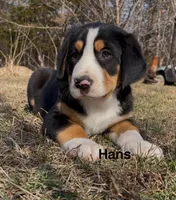 AKC Hans, a male Greater Swiss Mountain Dog for sale in Fordland, MO – Photo 2 of 9