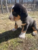 AKC Hans, a male Greater Swiss Mountain Dog for sale in Fordland, MO – Photo 6 of 9