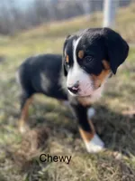 AKC CHEWY, a male Greater Swiss Mountain Dog for sale in Fordland, MO – Photo 2 of 8