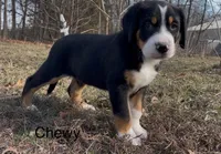 AKC CHEWY, a male Greater Swiss Mountain Dog for sale in Fordland, MO – Photo 5 of 8