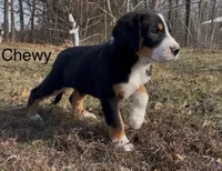AKC CHEWY, a male Greater Swiss Mountain Dog for sale in Fordland, MO – Photo 3 of 8