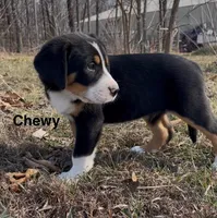 AKC CHEWY, a male Greater Swiss Mountain Dog for sale in Fordland, MO – Photo 4 of 8