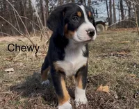AKC CHEWY, a male Greater Swiss Mountain Dog for sale in Fordland, MO – Photo 1 of 8
