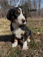 AKC LUKE, a male Greater Swiss Mountain Dog for sale in Fordland, MO – Photo 2 of 7