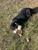 AKC LUKE, a male Greater Swiss Mountain Dog for sale in Fordland, MO – Photo 5 of 7