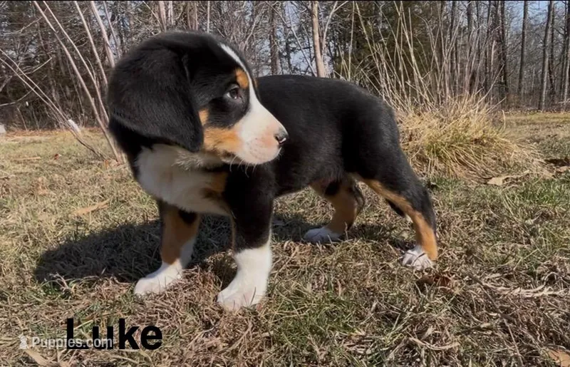 AKC LUKE
