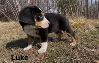 AKC LUKE, a male Greater Swiss Mountain Dog for sale in Fordland, MO – Photo 4 of 7