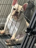 Chloe(Platinum), a female French Bulldog for sale in Kansas City, MO – Photo 3 of 5