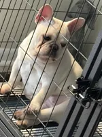 Chloe(Platinum), a female French Bulldog for sale in Kansas City, MO – Photo 4 of 5