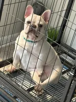 Chloe(Platinum), a female French Bulldog for sale in Kansas City, MO – Photo 5 of 5