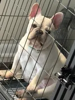 Chloe(Platinum), a female French Bulldog for sale in Kansas City, MO – Photo 2 of 5