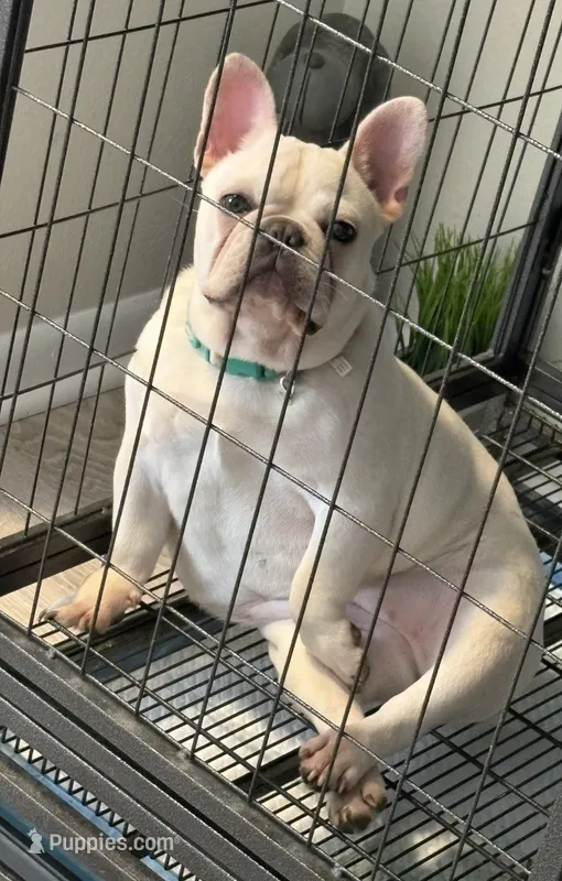 Chloe(Platinum) – French Bulldog puppy for sale in Kansas City, MO