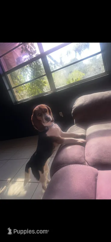 Girly, a female Beagle for sale in Tampa, FL – Photo 1 of 2