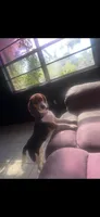 Girly, a female Beagle for sale in Tampa, FL – Photo 1 of 2