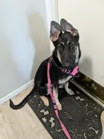 Sasha, a female German Shepherd Dog for sale in Tampa, FL – Photo 1 of 2