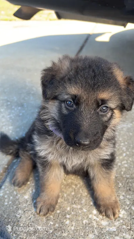 Mulan, a female German Shepherd Dog for sale in Tampa, FL – Photo 1 of 3
