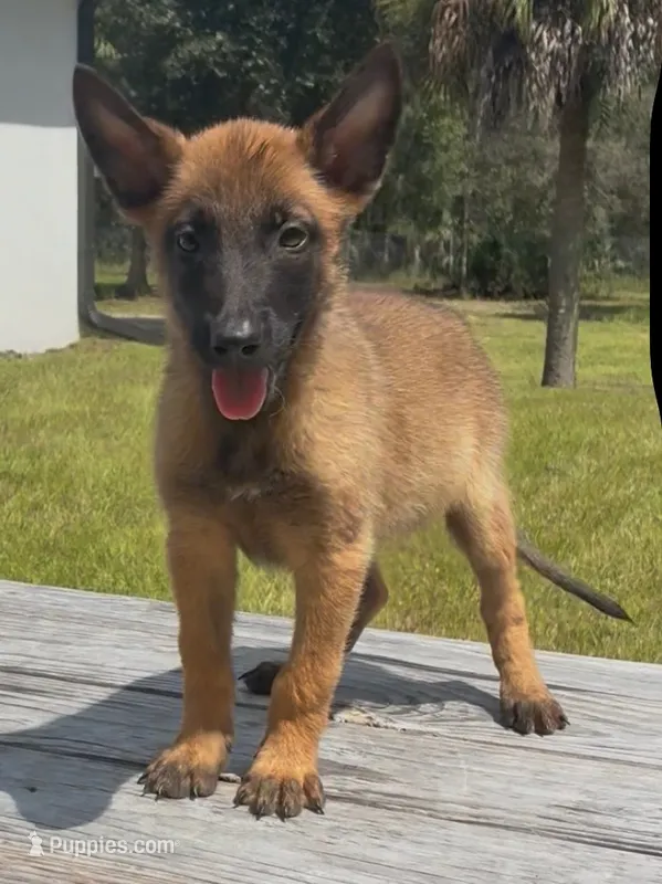 Honey – Belgian Malinois puppy for sale in Clewiston, FL