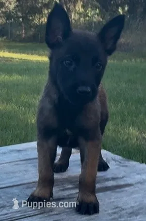 Moose  – Belgian Malinois puppy for sale in Clewiston, FL