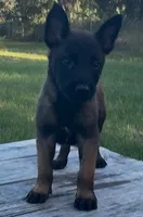 Moose , a male Belgian Malinois for sale in Clewiston, FL – 1 of 1