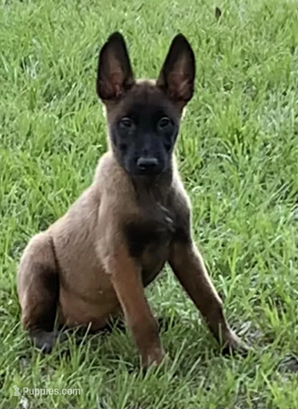 Daisy, a female Belgian Malinois for sale in Clewiston, FL – Photo 1 of 2
