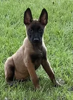 Daisy, a female Belgian Malinois for sale in Clewiston, FL – Photo 1 of 2