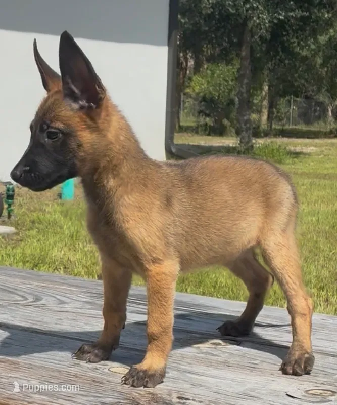 Coco – Belgian Malinois puppy for sale in Clewiston, FL