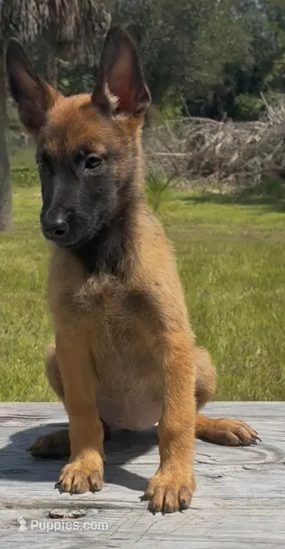 Maple – Belgian Malinois puppy for sale in Clewiston, FL