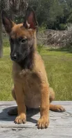 Maple, a female Belgian Malinois for sale in Clewiston, FL – 1 of 2