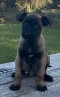 Draco, a male Belgian Malinois for sale in Clewiston, FL – 1 of 1