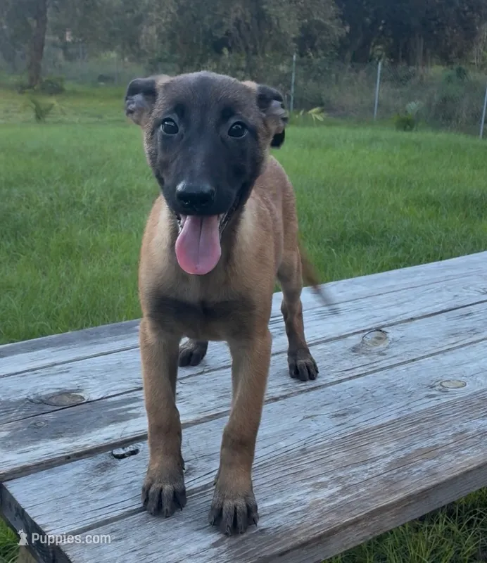 Brownie   – Belgian Malinois puppy for sale in Clewiston, FL