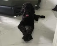 Sesame, a female Goldendoodle for sale in Clewiston, FL – 2 of 2