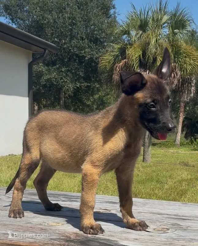 Graham – Belgian Malinois puppy for sale in Clewiston, FL