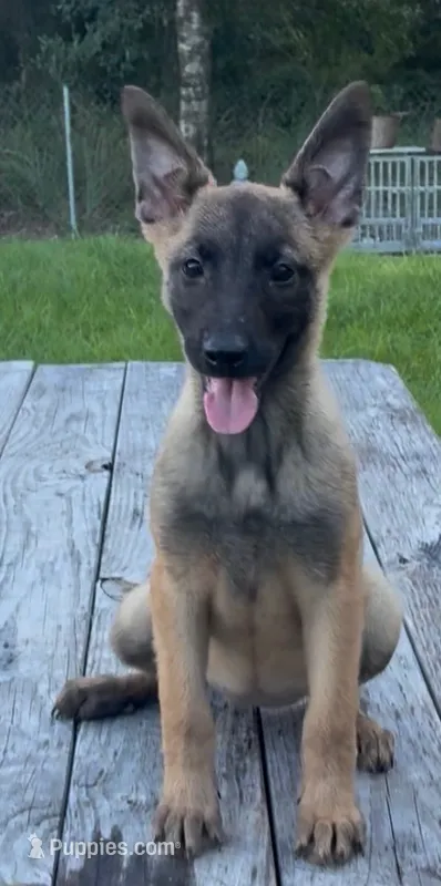 Maple – Belgian Malinois puppy for sale in Clewiston, FL