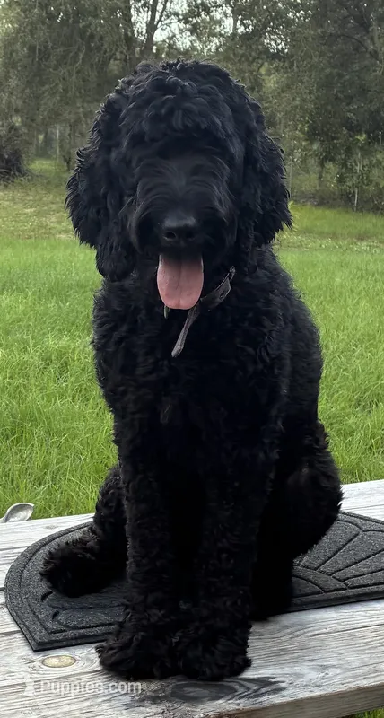 Sesame – Goldendoodle puppy for sale in Clewiston, FL