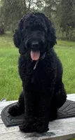 Sesame, a female Goldendoodle for sale in Clewiston, FL – 1 of 2